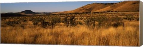 Framed Dry grass on a landscape, Texas, USA Print