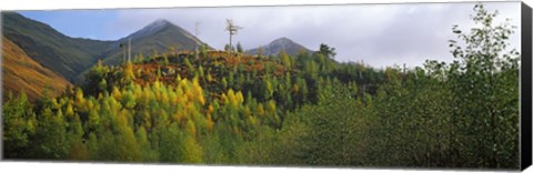 Framed Trees on a mountain, Five Sisters of Kintail, Glen Shiel, Highland Region, Scotland Print