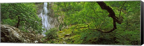 Framed Aber Falls in a forest, Abergwyngregyn, Gwynedd, Wales Print