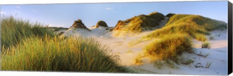 Framed Morning light on Forvie dunes, Newburgh, Aberdeenshire, Scotland Print