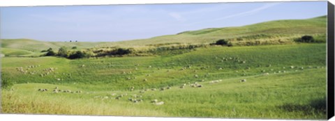 Framed Flock of sheep in a field, Tuscany, Italy Print