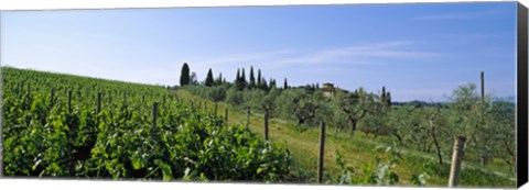 Framed Vineyard, Tuscany, Italy Print