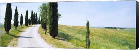 Framed Cypress trees along farm road, Tuscany, Italy Print