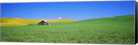 Framed Shack in a field, Palouse County, Washington State Print