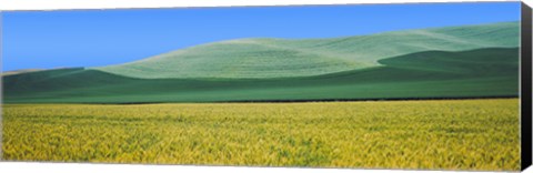 Framed Crops in fields, Palouse, Whitman County, Washington State Print