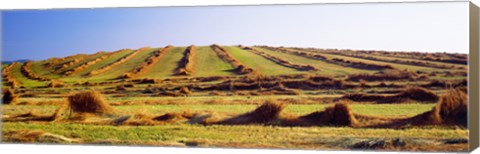 Framed Harvested wheat field, Palouse County, Washington State, USA Print