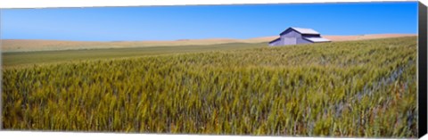 Framed Old barn in a field, Palouse County, Washington State, USA Print