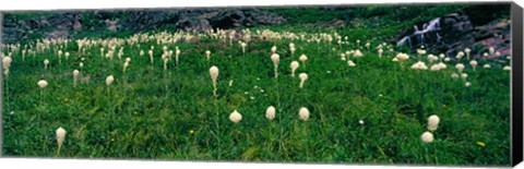 Framed Beargrass (Xerophyllum tenax) on a landscape, US Glacier National Park, Montana Print