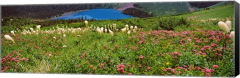 Framed Beargrass with Grinnell Lake in the background, Montana Print