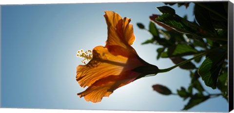 Framed Close-up of a Hibiscus flower in bloom, Oakland, California, USA Print