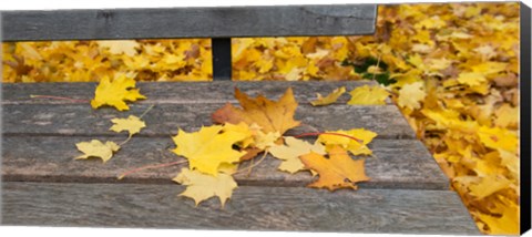 Framed Fallen leaves on a wooden bench, Baden-Wurttemberg, Germany Print