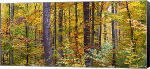 Framed Trees in autumn, Baden-Wurttemberg, Germany Print