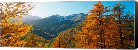 Framed Larch trees in autumn at Simplon Pass, Valais Canton, Switzerland Print