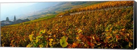 Framed Vineyards and village in autumn, Valais Canton, Switzerland Print