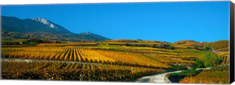 Framed Vineyards in autumn, Valais Canton, Switzerland Print