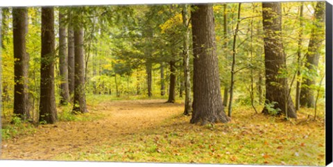 Framed Forest in autumn, New York State, USA Print