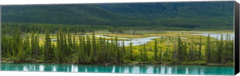 Framed Trees on a hill, Bow Valley Parkway, Banff National Park, Alberta, Canada Print