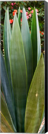 Framed Close-up of a domestic Agave plant, Baja California, Mexico Print