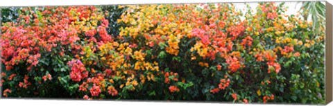 Framed Bougainvillea flowers in garden, St. John, US Virgin Islands Print