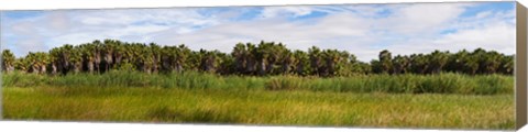 Framed Palm tree grove near Las Palmas Beach, Baja California Sur, Mexico Print