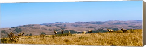 Framed Herd of Roosevelt elk (Cervus canadensis roosevelti) at Point Reyes National Seashore, Marin County, California, USA Print