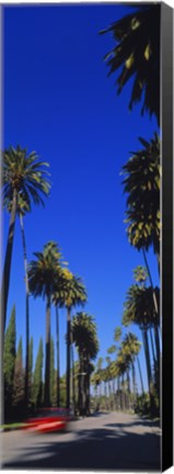 Framed Palm trees along a road, Beverly Hills, Los Angeles County, California, USA Print