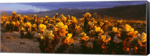 Framed Cholla cactus at sunset, Joshua Tree National Park, California Print