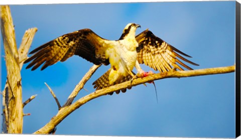 Framed Osprey (Pandion haliaetus) with spread wings perching on a branch Print