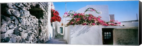 Framed Flowers on rooftop of a house, Santorini, Greece Print