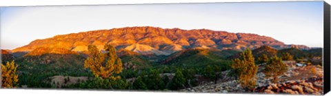 Framed Trees on a hill, Flinders Ranges, Hawker, South Australia, Australia Print