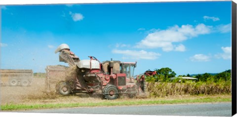 Framed Sugar Cane being harvested, Lower Daintree, Queensland, Australia Print