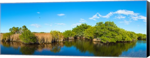 Framed Reflection of trees in a lake, Big Cypress Swamp National Preserve, Florida, USA Print