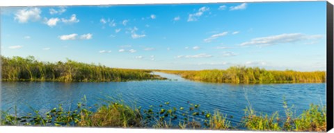 Framed Reed at riverside, Big Cypress Swamp National Preserve, Florida, USA Print