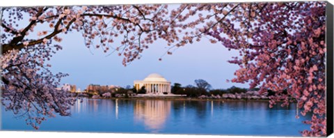 Framed Cherry Blossom tree with a memorial in the background, Jefferson Memorial, Washington DC, USA Print