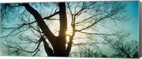 Framed Sunlight shining through a bare tree, Prospect Park, Brooklyn, Manhattan, New York City, New York State, USA Print