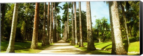 Framed Trees both sides of a garden path, Jardim Botanico, Zona Sul, Rio de Janeiro, Brazil Print