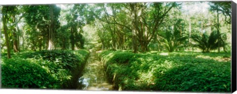 Framed Trees in a botanical garden, Jardim Botanico, Zona Sul, Rio de Janeiro, Brazil Print