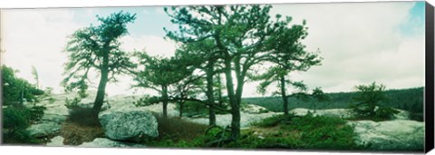Framed Close up of trees, Gertrude's Nose, Minnewaska State Park, Catskill Mountains, New York State, USA Print