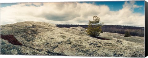 Framed Tree growing in a boulder, Gertrude's Nose, Minnewaska State Park, Catskill Mountains, New York State, USA Print