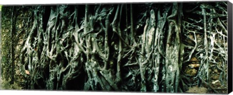 Framed Roots of an old growth tree, Morro De Sao Paulo, Tinhare, Cairu, Bahia, Brazil Print