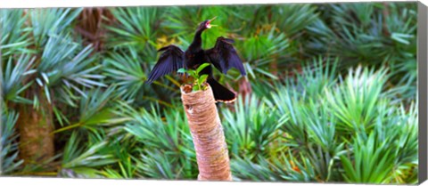 Framed Anhinga (Anhinga anhinga) on a tree, Boynton Beach, Florida Print