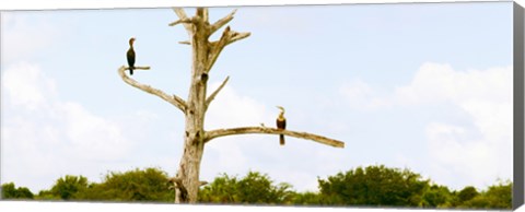 Framed Low angle view of Cormorants (Phalacrocorax carbo) on a tree, Boynton Beach, Florida, USA Print