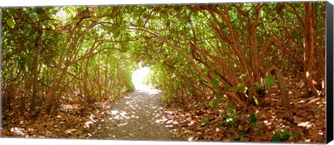 Framed Trees on the entrance of a beach, Delray Beach, Palm Beach County, Florida, USA Print