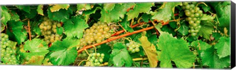 Framed Ripe green grapes on the vine, Quebec, Canada Print