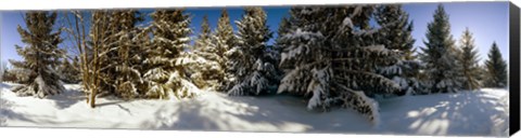 Framed Snow covered pine trees, Quebec, Canada Print