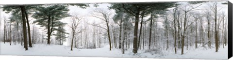 Framed Forest in winter, Quebec, Canada (black and white) Print