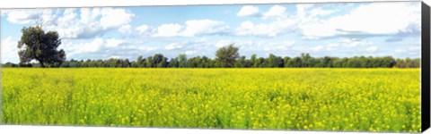 Framed Crop in a field, Saint-Blaise-sur-Richelieu, Quebec, Canada Print