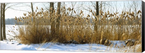 Framed Plants in a snow covered field, Saint-Blaise-sur-Richelieu, Quebec, Canada Print