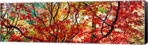 Framed Sunlight Through Autumn leaves, Gloucestershire, England Print