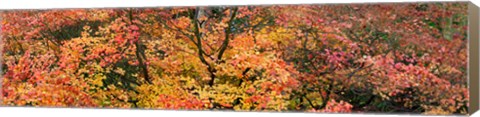 Framed Multi-Colored Autumn Leaves, Gloucestershire, England Print